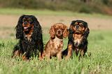 CAVALIER KING CHARLES 716